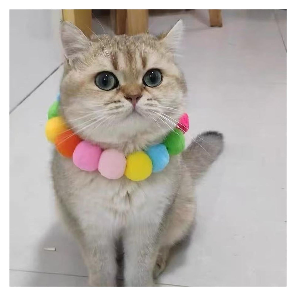 Dog Bow Tie Collar T542802