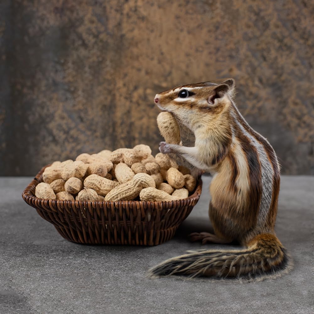 Peanuts In Shell 2 lbs L9072